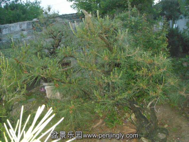 DSC00796.JPG
