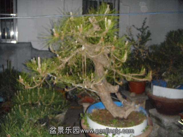 DSC00811.JPG
