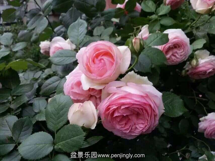 QQͼƬ20150507073314.jpg