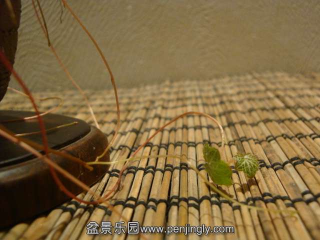 DSC00831.JPG