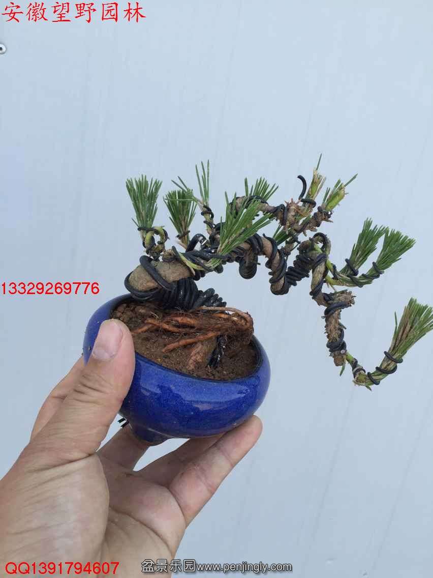 BC708DABBDE1CF9B403094B99CC63E59.jpg