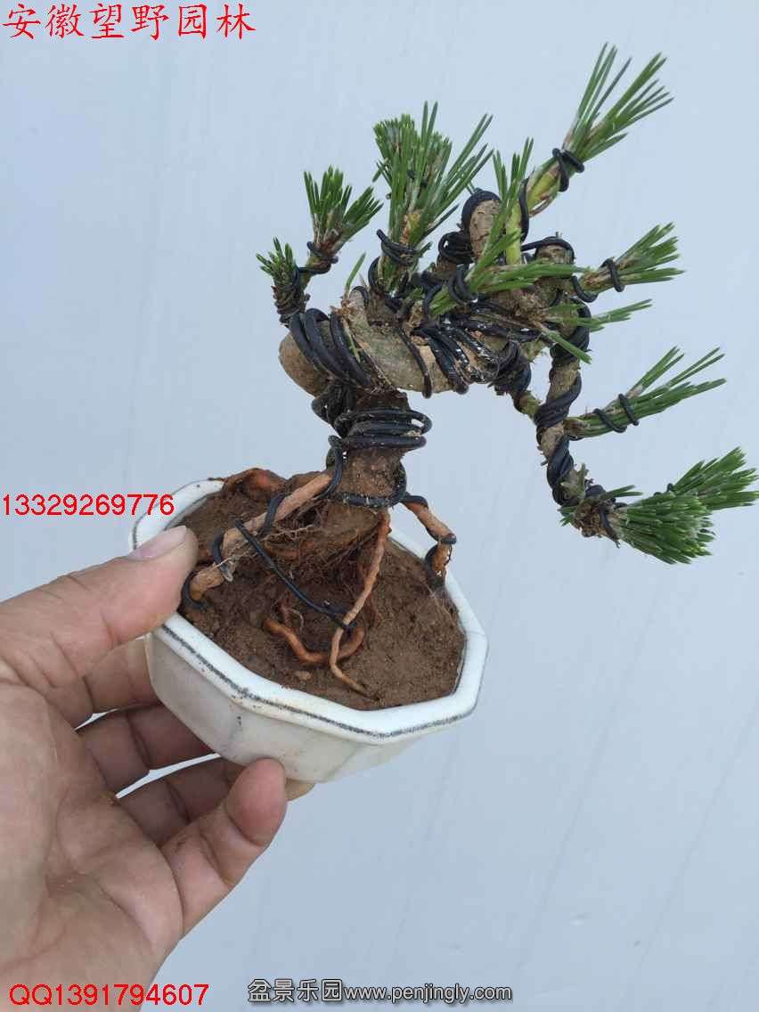 CB59329776DC2937FEE6954DB8A9A409.jpg