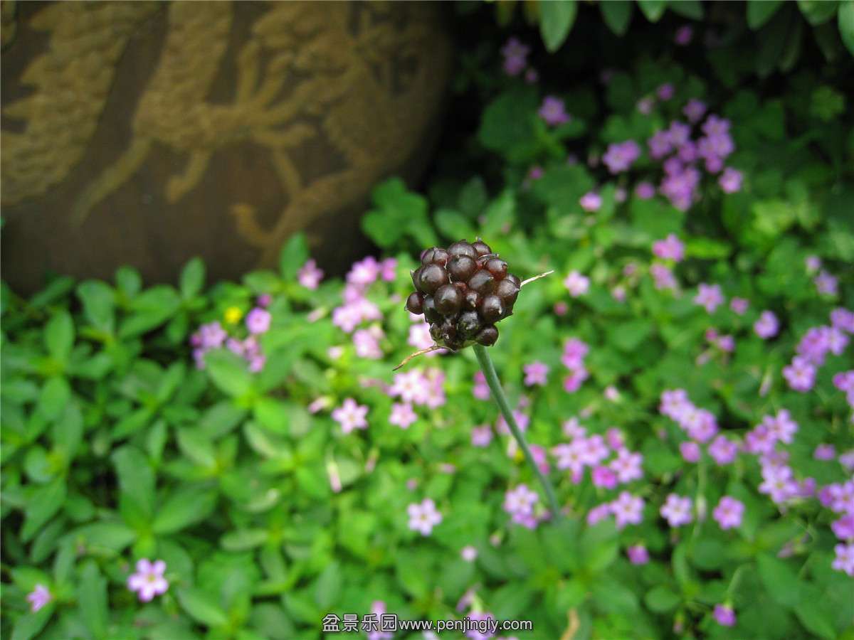 IMG_4674.jpg