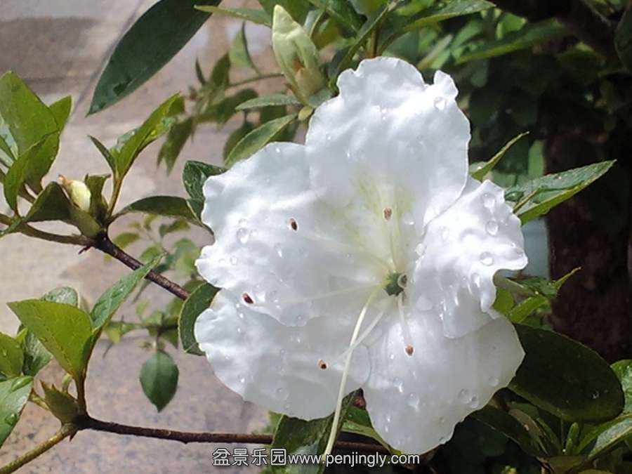 IMG_20150514_124145.jpg