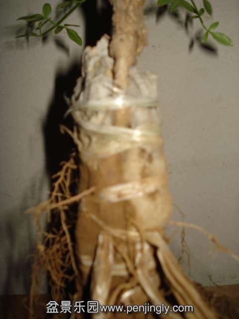 DSC00189.JPG