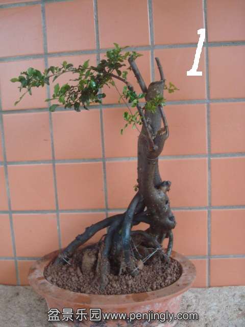 DSC04226.JPG