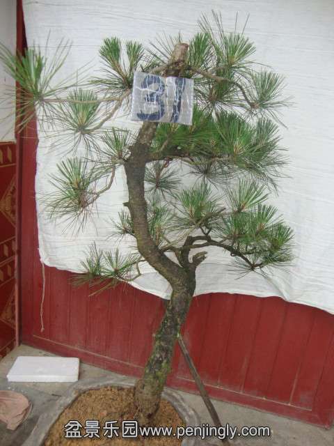 DSC03380_.jpg