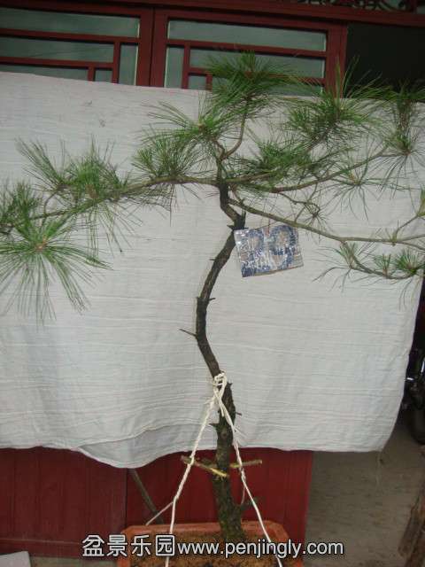 DSC03381_.jpg