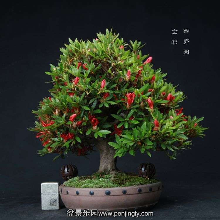 bonsai15051904.jpg