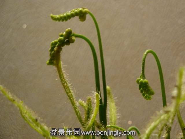DSC00964.JPG