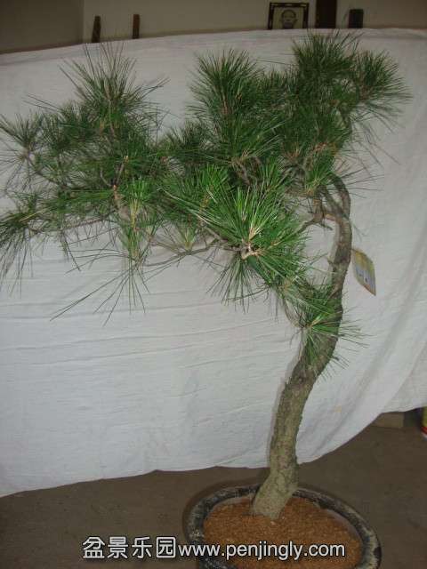 DSC03397_.jpg
