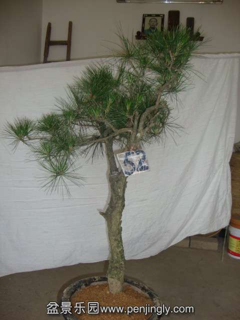 DSC03398_.jpg