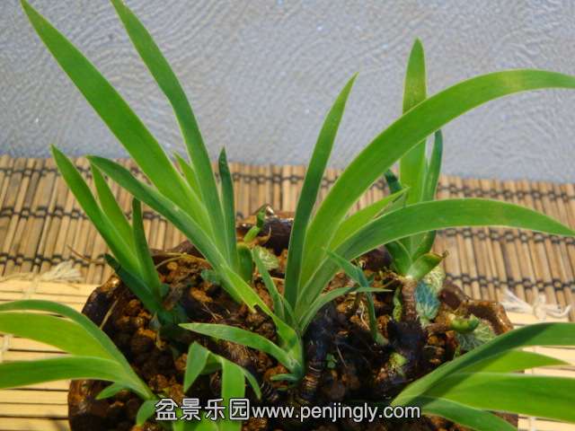 DSC00970.JPG