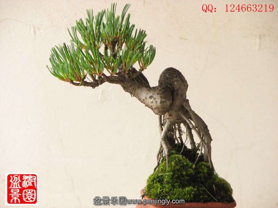 IMG_0675__.jpg