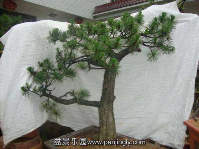 DSC03415_.jpg