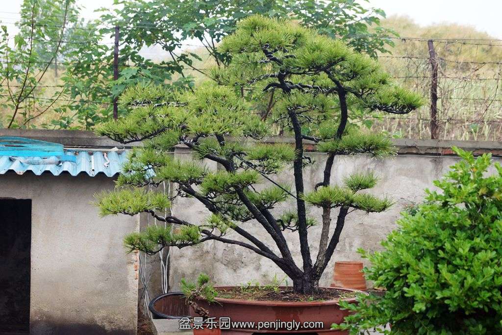 251.jpg