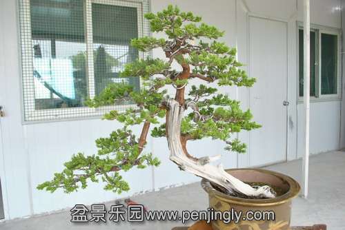 �깤�������