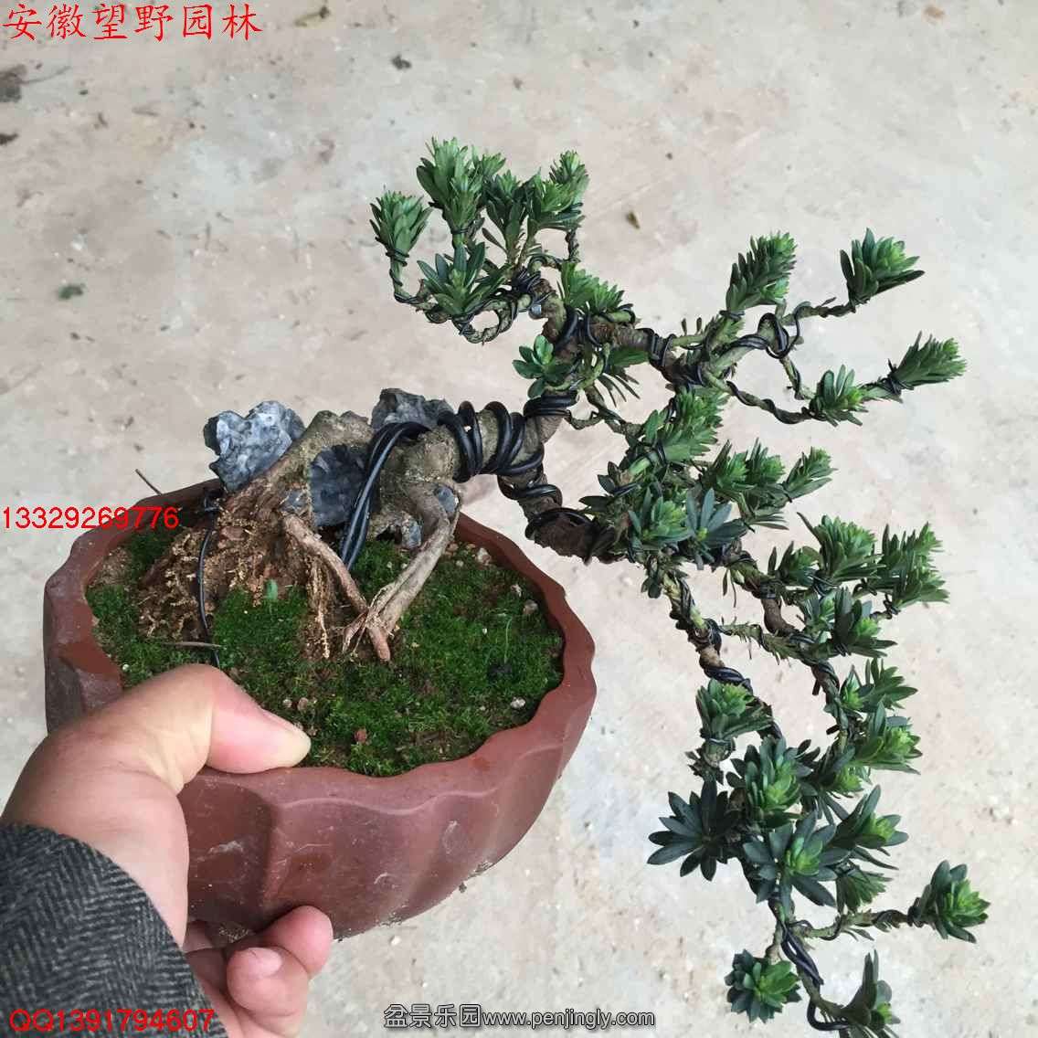 D22505BDEDD1DA849B92D5BE54C1478E.jpg