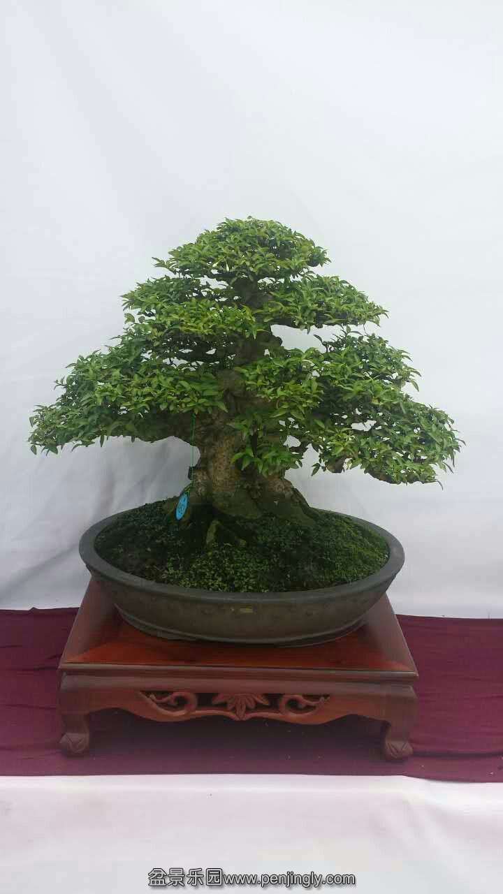 mmexport1433413047785.jpg