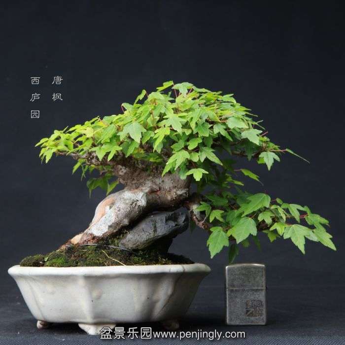 bonsai15060501.jpg
