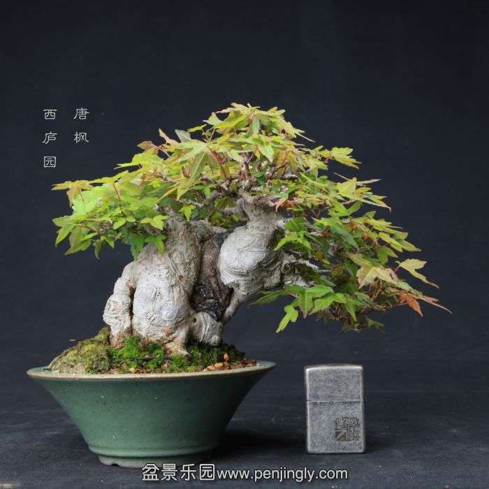 bonsai15060507.jpg