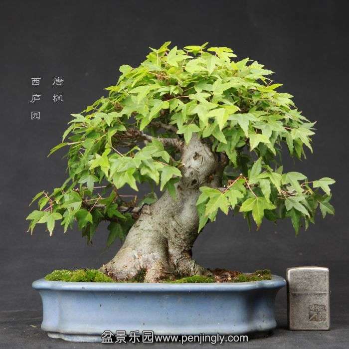 bonsai15060516.jpg