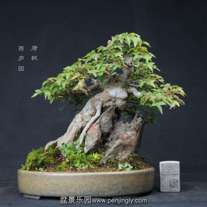 bonsai15060511.jpg