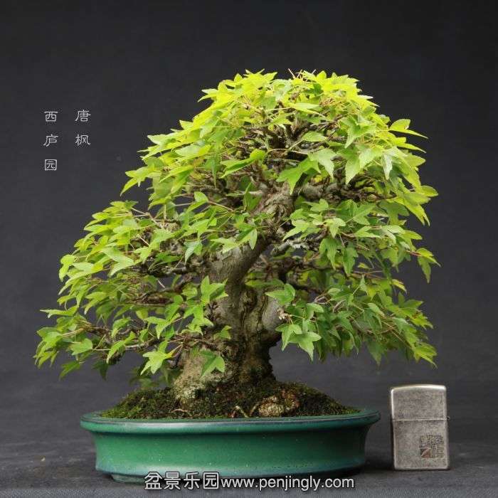 bonsai15060519.jpg