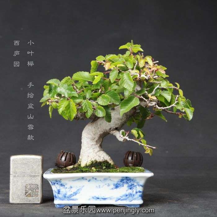 bonsai15060523.jpg