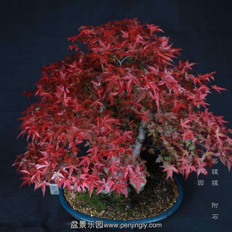 bonsai1506072.jpg