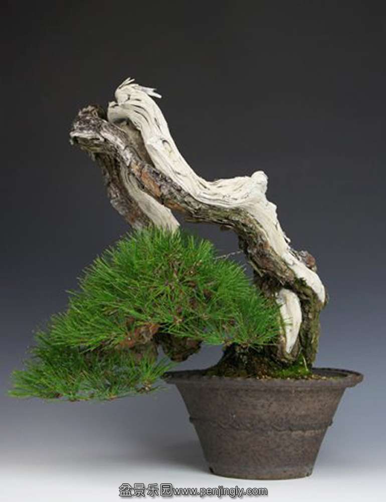 redpine41.jpg