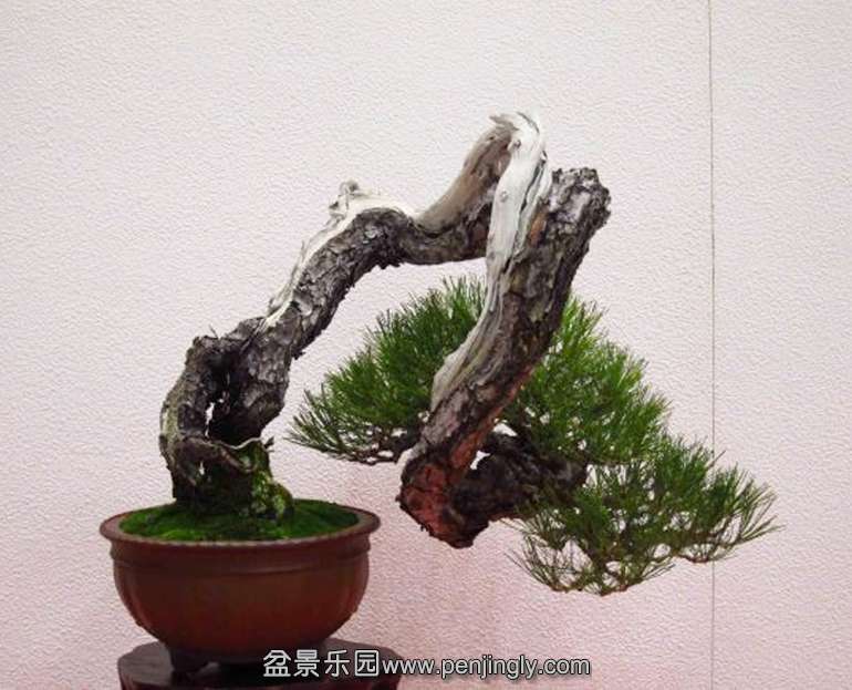 redpine5.jpg
