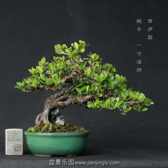 bonsai15060901.jpg