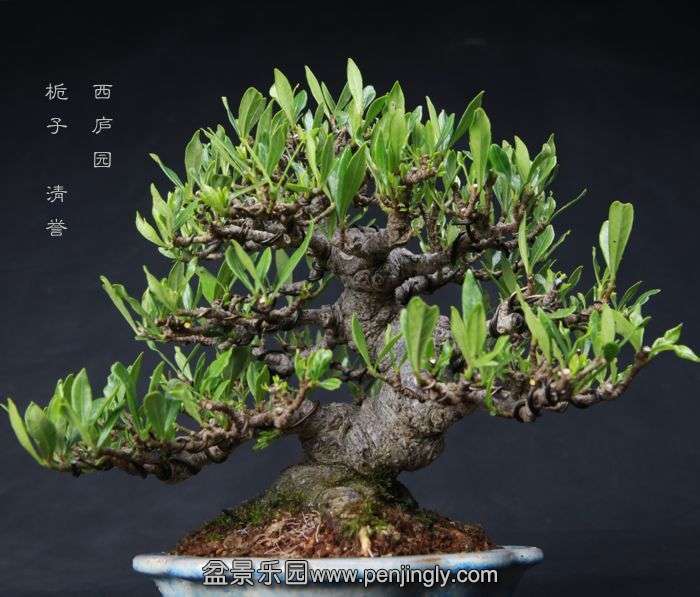 bonsai15060907.jpg