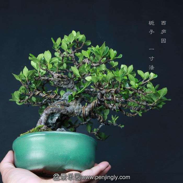 bonsai15060903.jpg