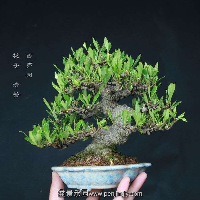 bonsai15060908.jpg