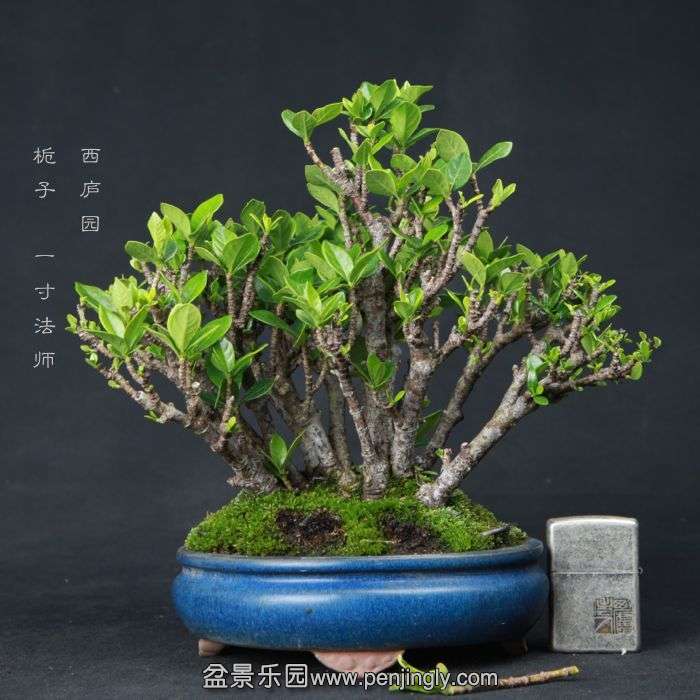 bonsai15060912.jpg