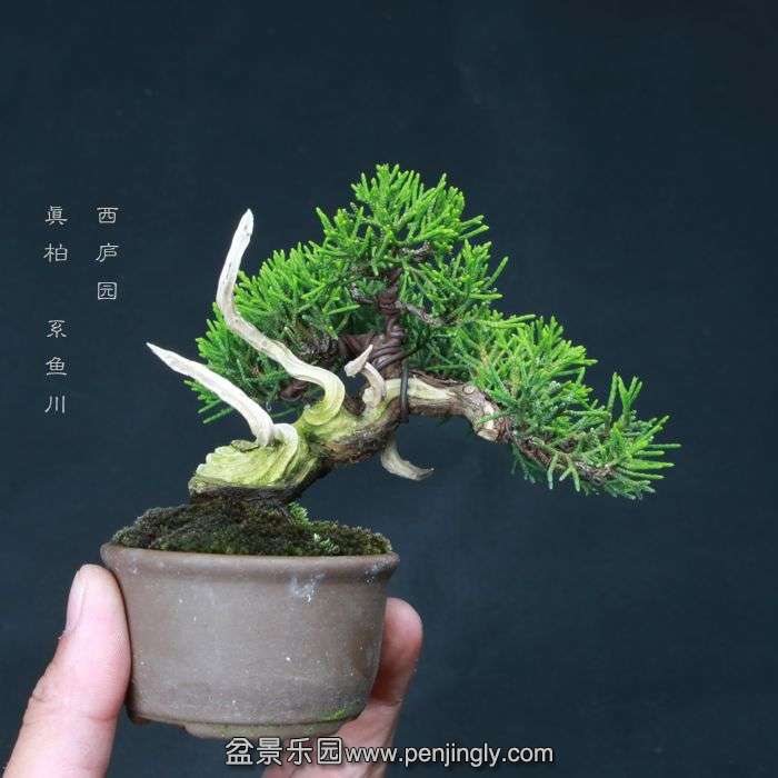 bonsai15060923.jpg
