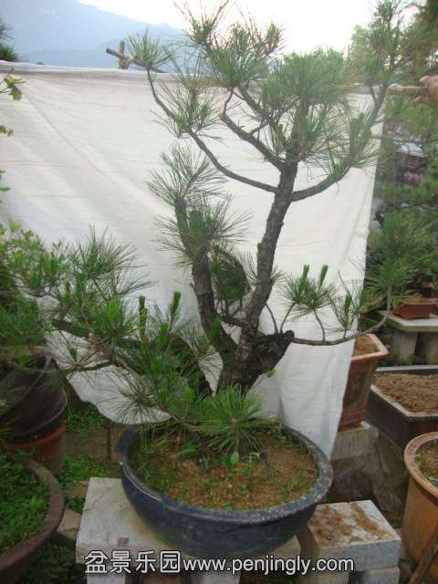 DSC03425_.jpg
