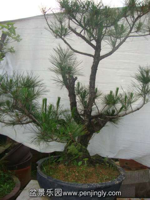 DSC03426_.jpg