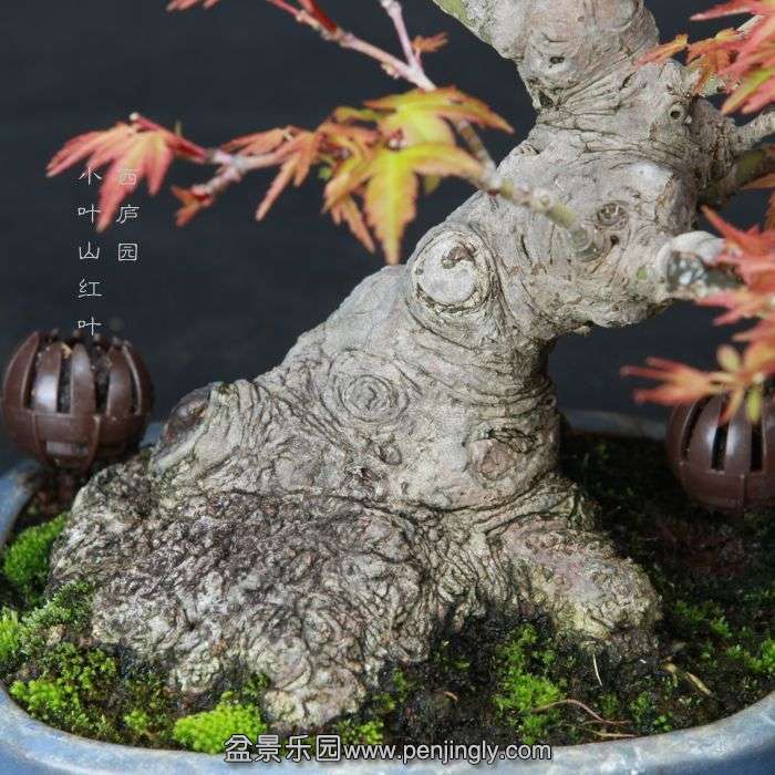 bonsai1506113.jpg