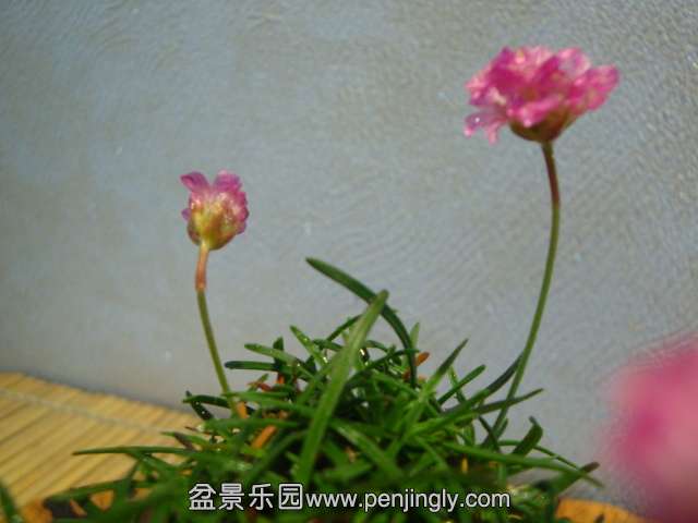 DSC01065.JPG