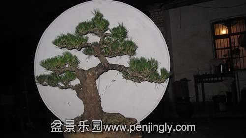IMG_8817_.jpg