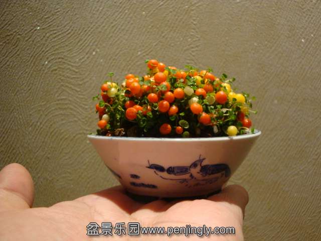 DSC01071.JPG