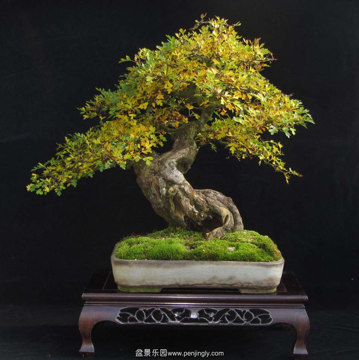 fat-guy-hawthorn-1500.jpg