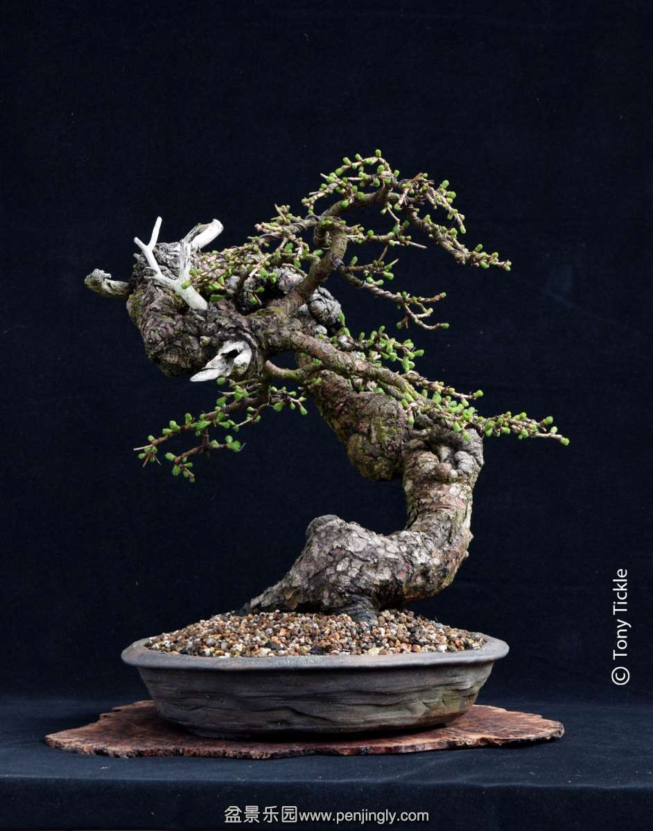 larix-april-15_conew2.jpg