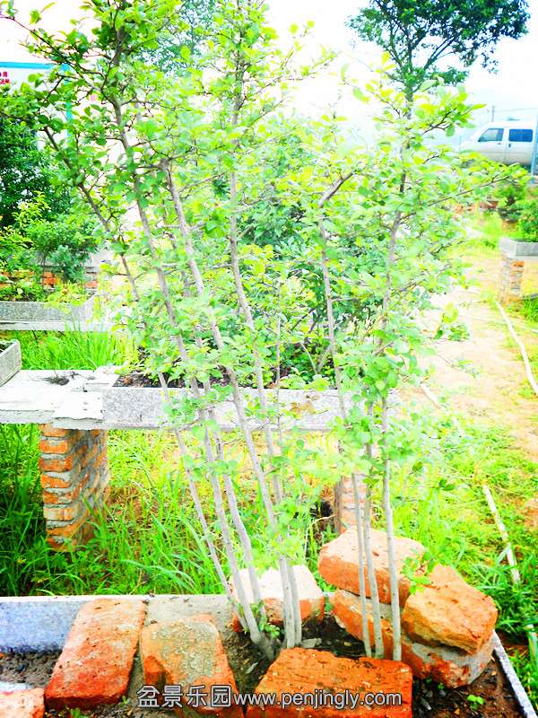 DSCN2009_.jpg