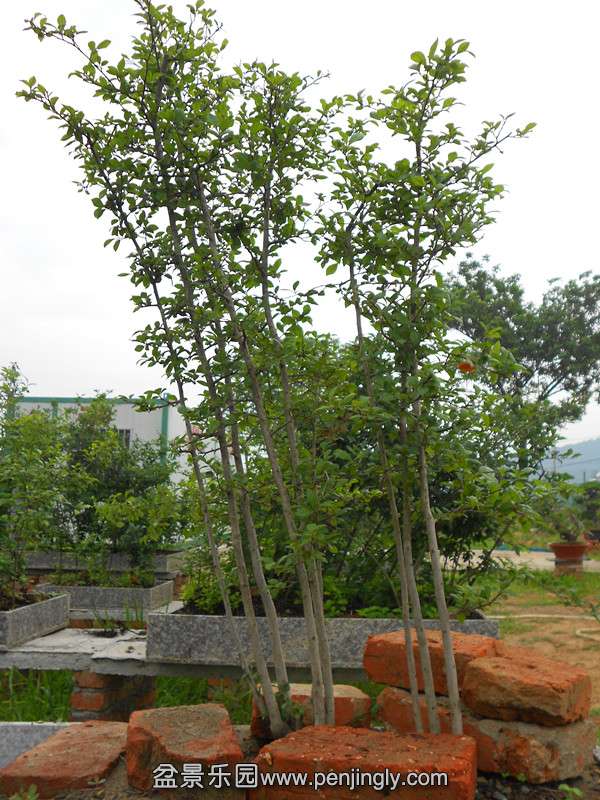 DSCN2010_.jpg