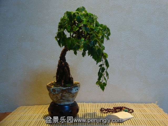 DSC01125.JPG