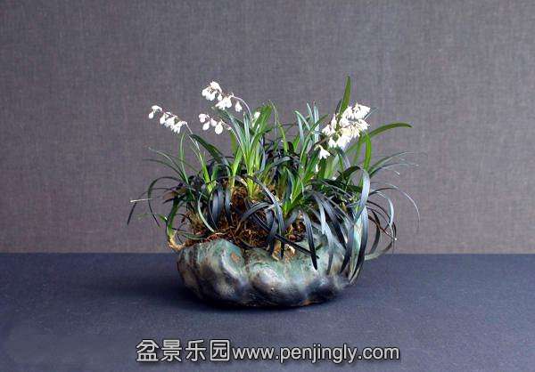 Ophiopogon nigrescens.jpg